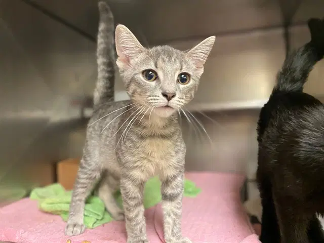 Montana - Domestic Short Hair