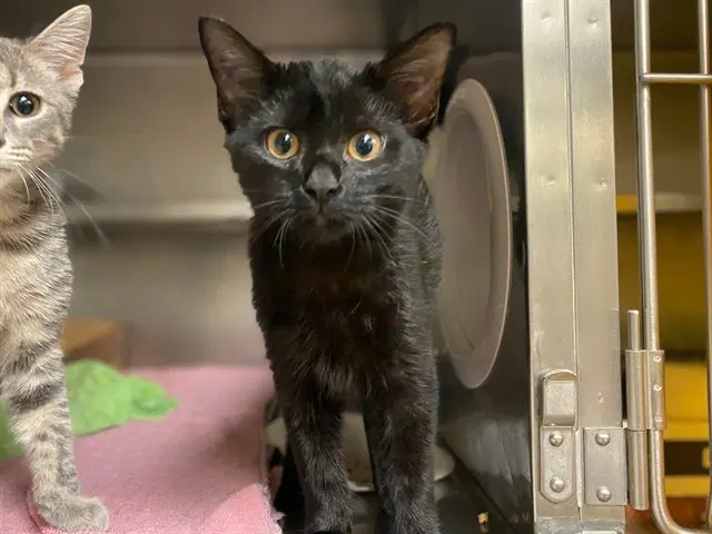 Hannah - Domestic Short Hair