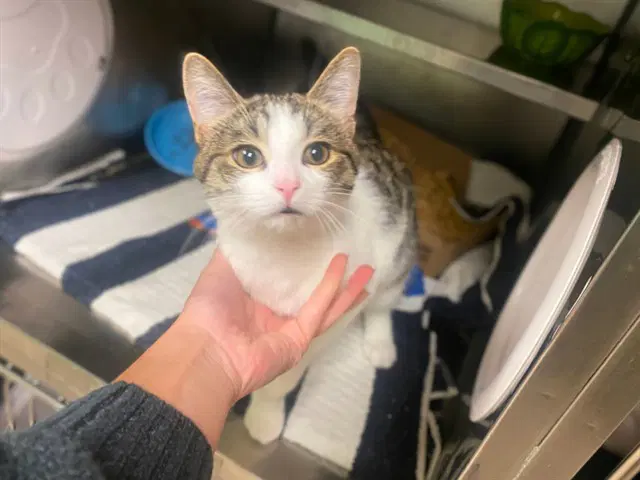 Jonesy - Domestic Short Hair