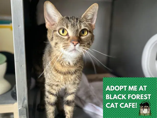 Mama - Domestic Short Hair