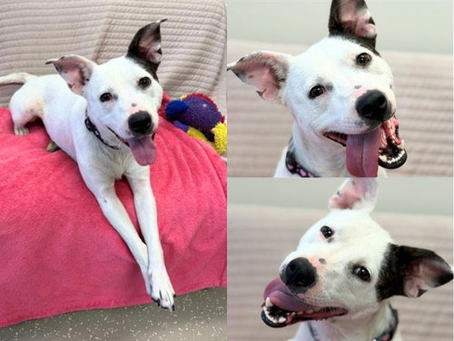 picture of the dog needing adoption