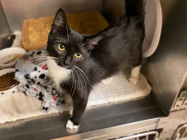 Penguin - Domestic Short Hair