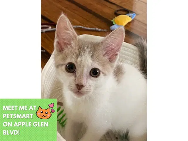 Hughie - Domestic Short Hair
