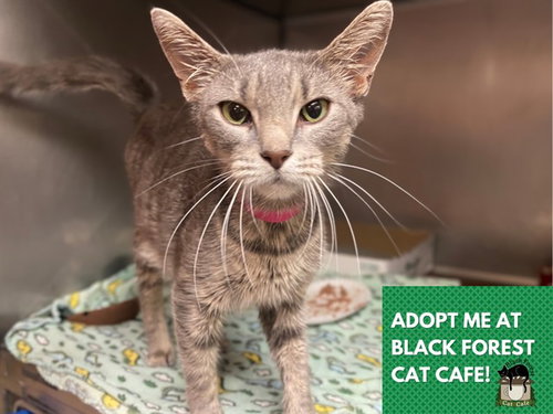 picture of the cat needing adoption
