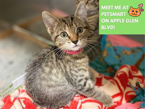 picture of the cat needing adoption