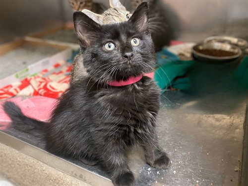 picture of the cat needing adoption