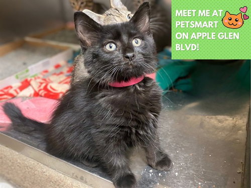 picture of the cat needing adoption
