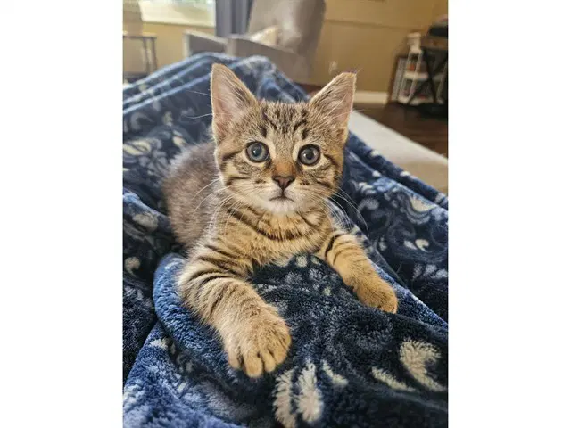 Coco image 1