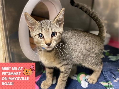 picture of the cat needing adoption