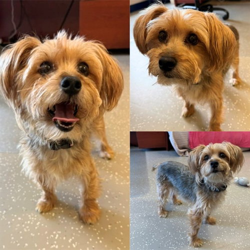 picture of the dog needing adoption