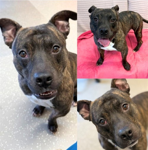 picture of the dog needing adoption