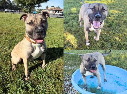picture of the dog needing adoption