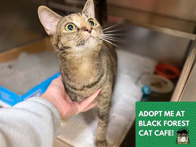 Layla - Domestic Short Hair