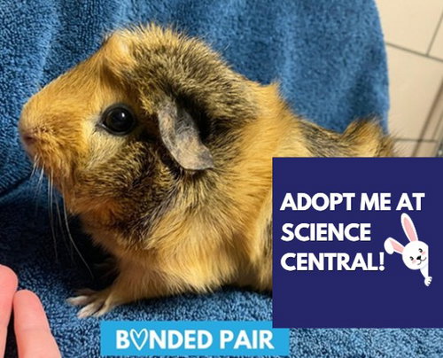 CHIPMUNK, a guinea pig for adoption from Fort Wayne Animal Care and Control
