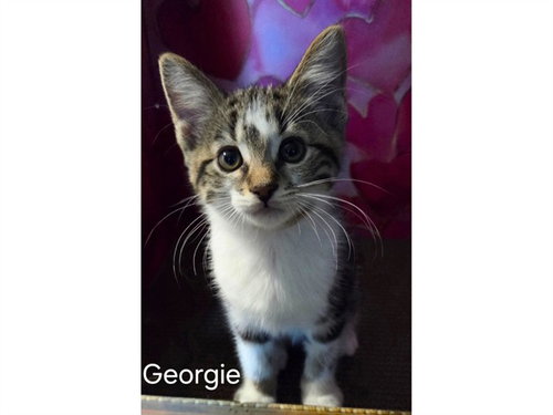 picture of the cat needing adoption