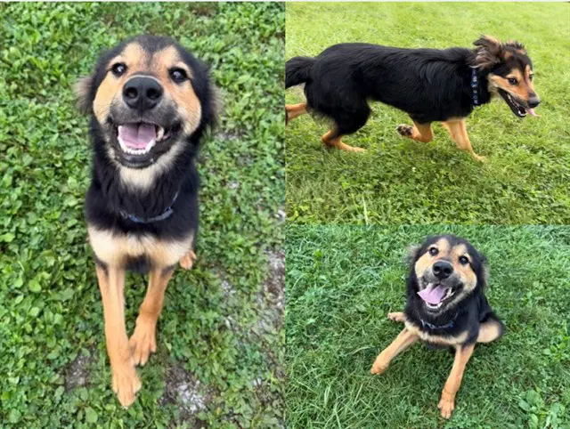 Spades - English Shepherd
