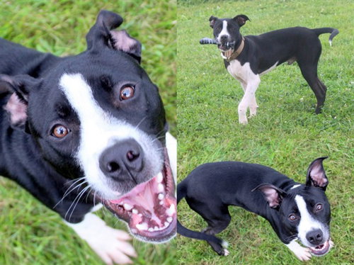 picture of the dog needing adoption