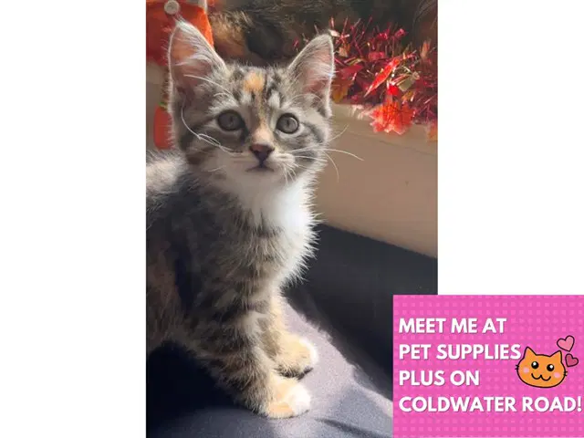 Connie Baby - Domestic Short Hair