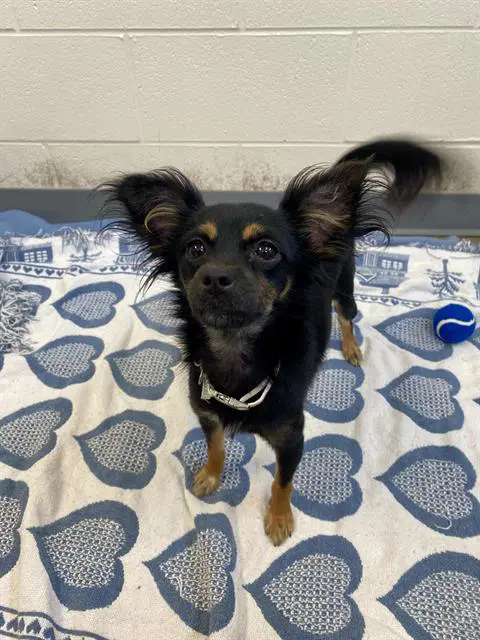 Strawberry - Chihuahua