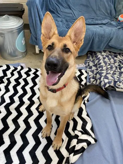 Isla - German Shepherd Dog