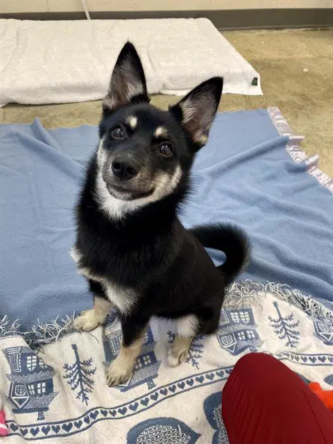 Blaze - Shiba Inu