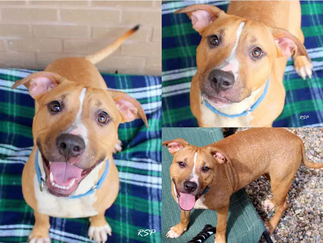 Patpat - Pit Bull Terrier