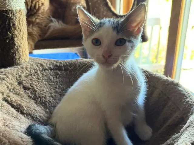 Lil Sissy - Domestic Short Hair