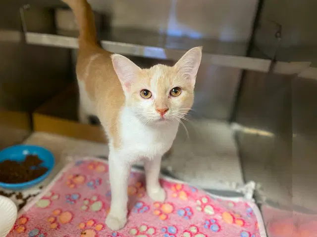 Flopsy - Domestic Short Hair