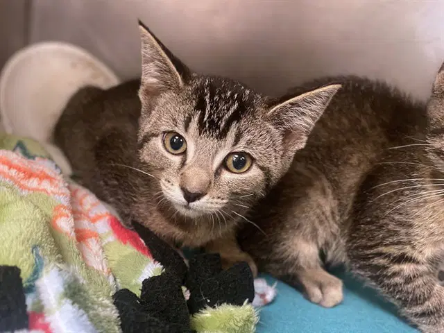 Rory - Domestic Short Hair