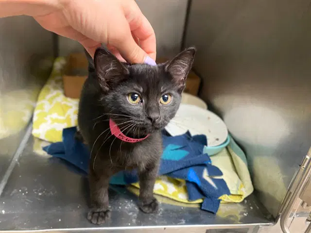 Mint - Domestic Short Hair