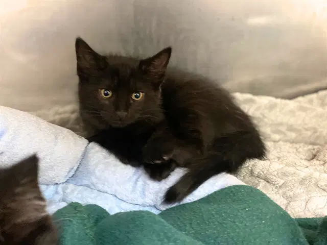 Casey Jones - Domestic Short Hair