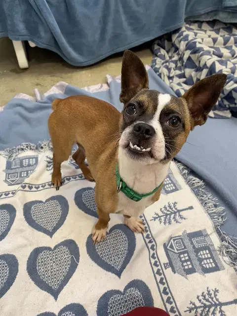 Ferris - Boston Terrier