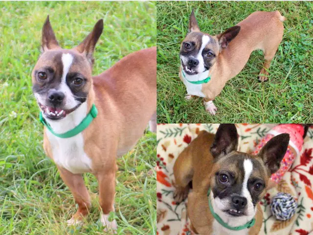 Ferris - Boston Terrier
