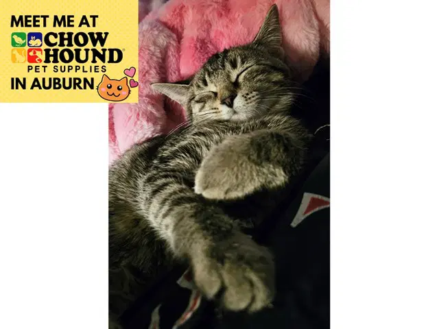 Sassafrass - Domestic Short Hair