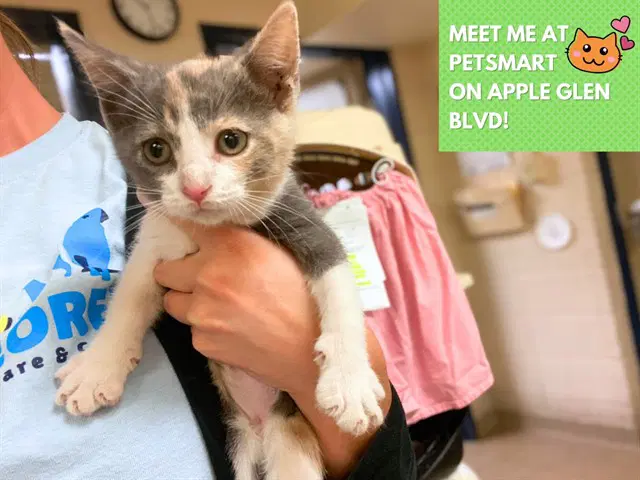 Everly - Domestic Short Hair