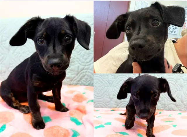 Coco - Dachshund