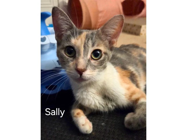 Sally