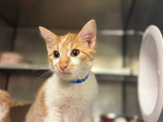 Dippy - Domestic Short Hair
