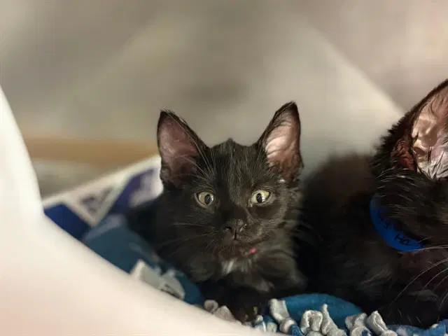 Hazel - Domestic Short Hair