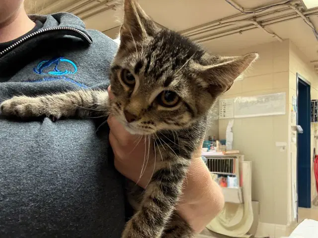 Bruno - Domestic Short Hair