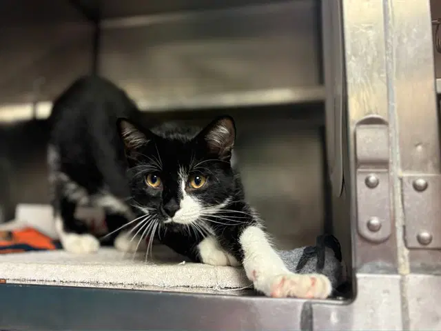 Chomper - Domestic Short Hair