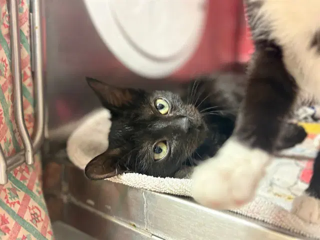 Venus - Domestic Short Hair