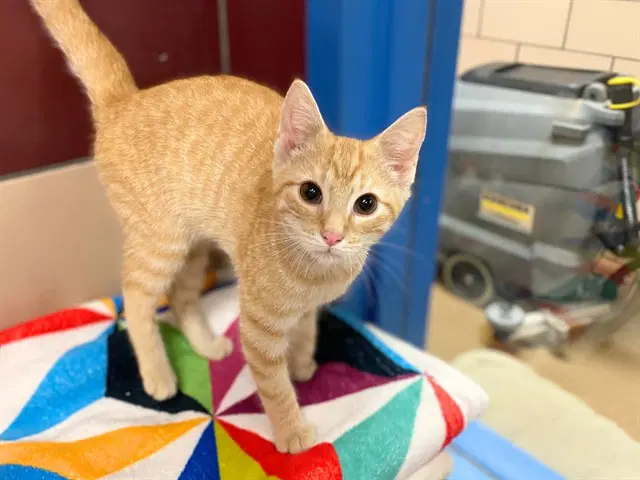 Scampers - Domestic Short Hair