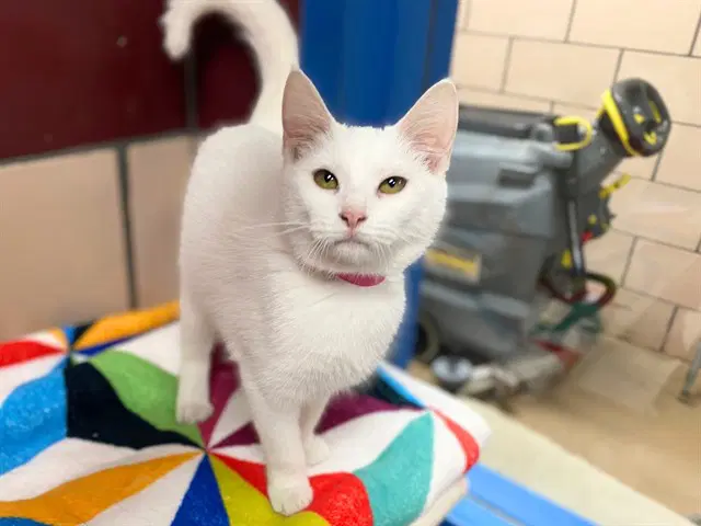 Squeaks - Domestic Short Hair