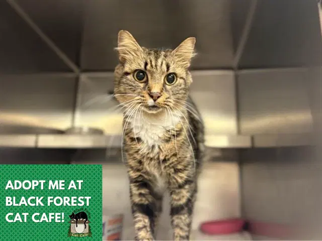 Queen Elizabeth - Domestic Short Hair