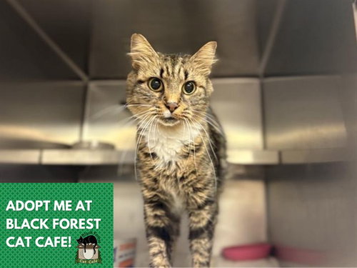 QUEEN ELIZABETH, a cat for adoption from Fort Wayne Animal Care and Control