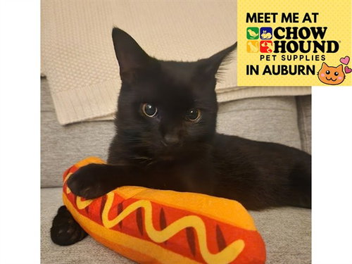 JASPER, a cat for adoption from Fort Wayne Animal Care and Control