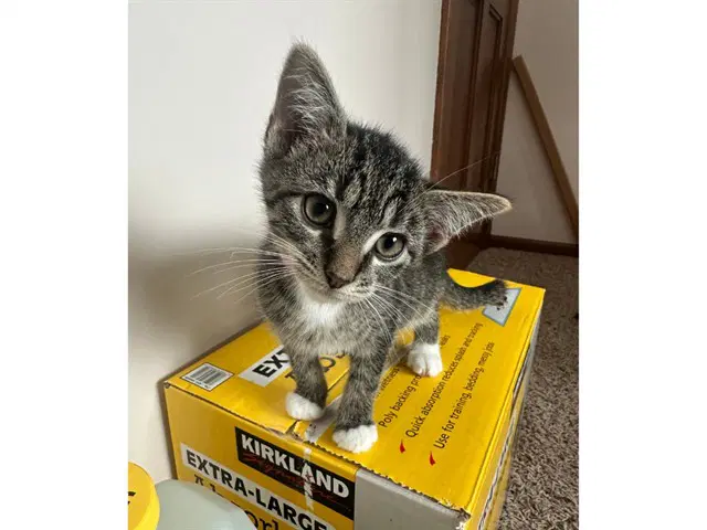 Zip - Domestic Short Hair