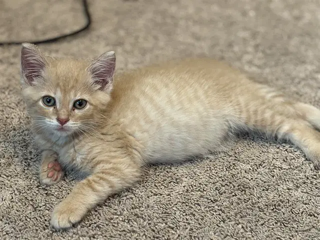 Ronald Weasley - Domestic Short Hair