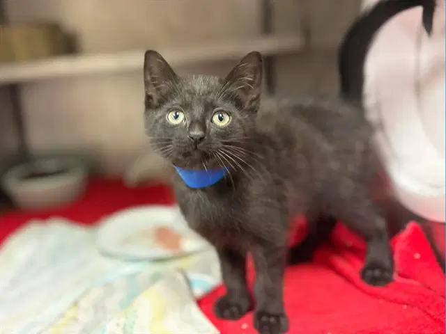 Rocket - Domestic Short Hair